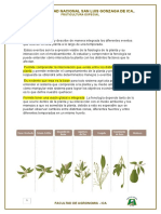 Fenologia y Variedades de Palto