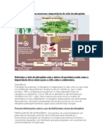 Busquhe Exemplos Que Mostrem A Importância Do Ciclo Do Nitrogênio