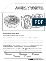 celula animal y vegetal.pdf