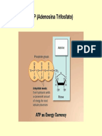 Integración metabólica