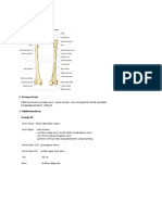 Anatomi Femur Dan Teknik Radiografi Femur