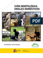 Valoracion MMrfologica Animales Domesticos