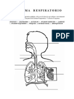 Sistema Respiratorio Sin Nombres