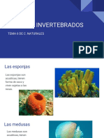 Los Invertebrados