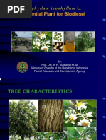 Download Calophyllum-Inophyllum-L by biazaazza SN30891810 doc pdf