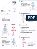 Skeletal System of Human