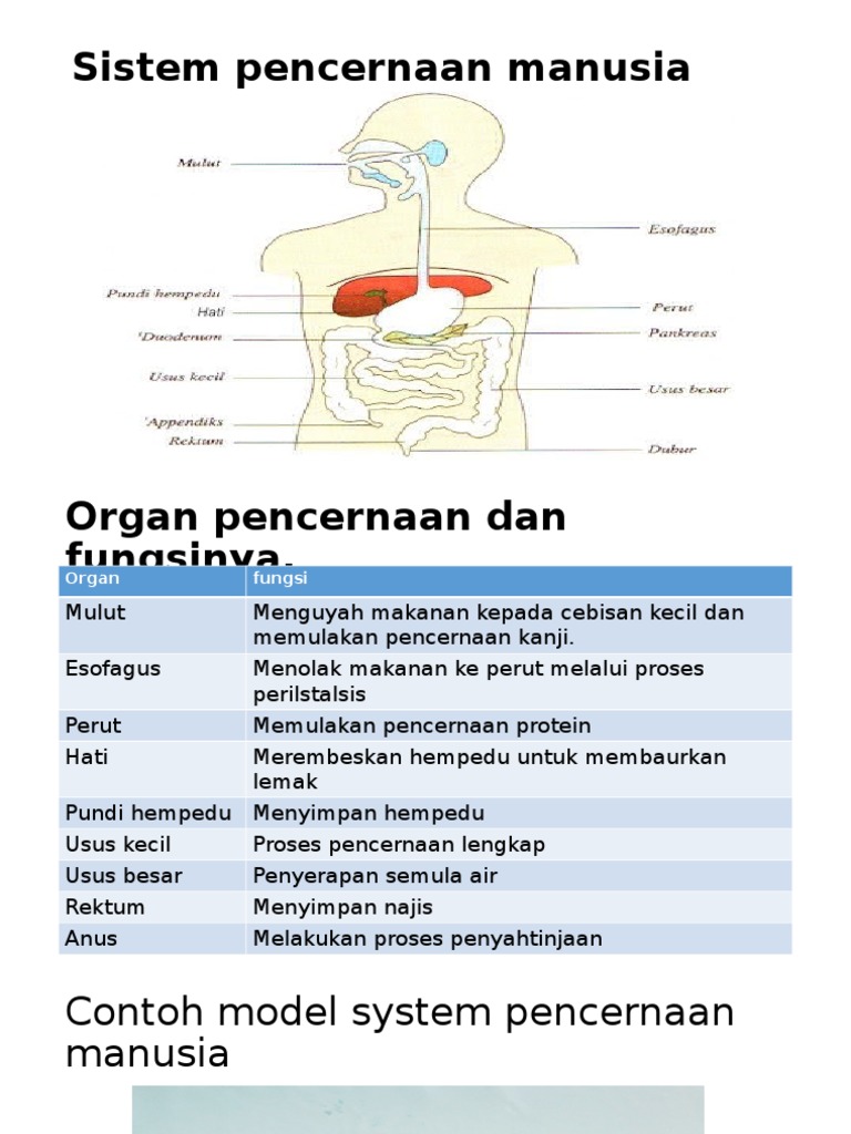 Sistem Pencernaan Manusia Pdf