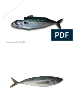 Tipos de Pescados