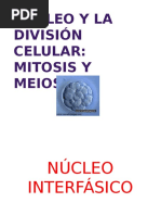 Núcleo y la división celular.pptx