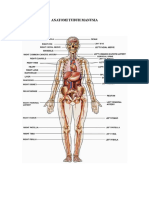 Anatomi Tubuh Manusia