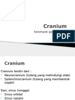 Cranium: Kelompok Genap Kelas B