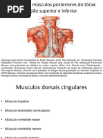 Miologia de musculos posteriores do torax.pdf