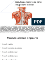 Miologia de musculos posteriores do torax.pdf
