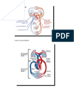 CIRCULACION MENOR