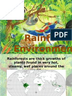 Rainforest Environment