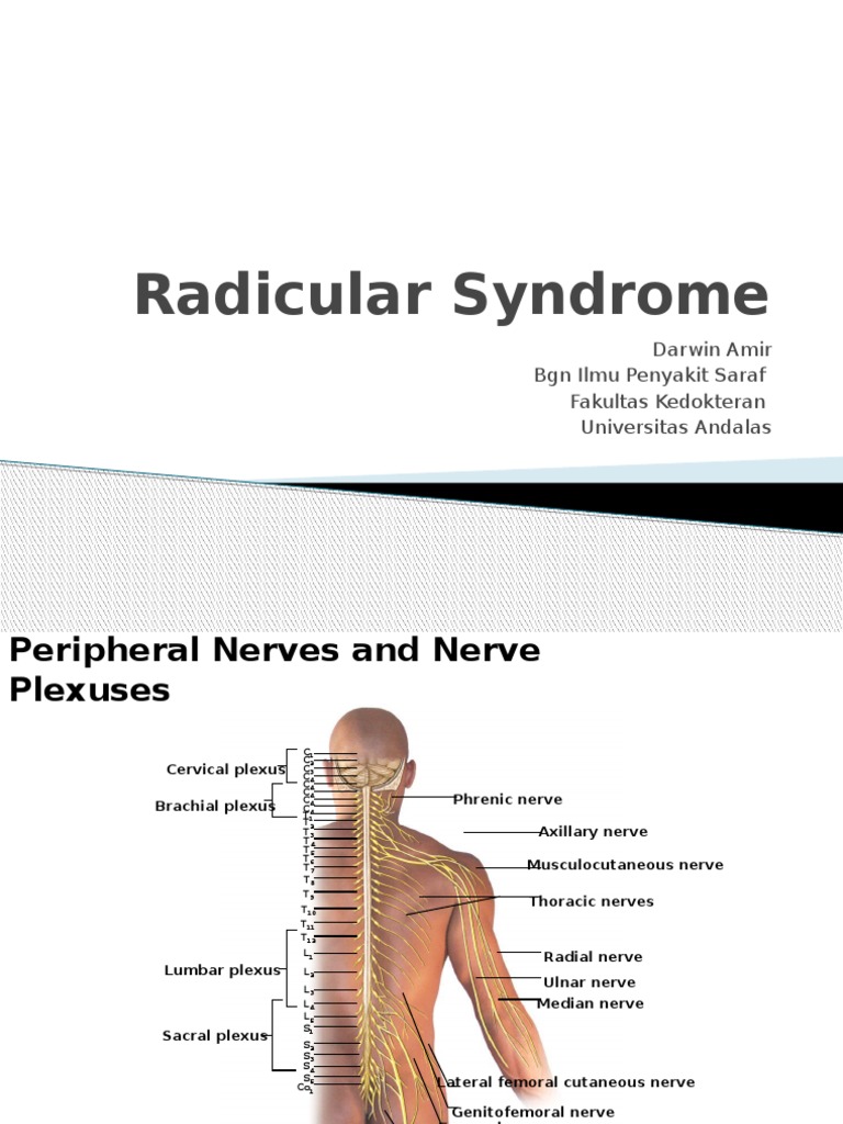 Radicular Syndrome PDF Vertebral Column Spinal Cord