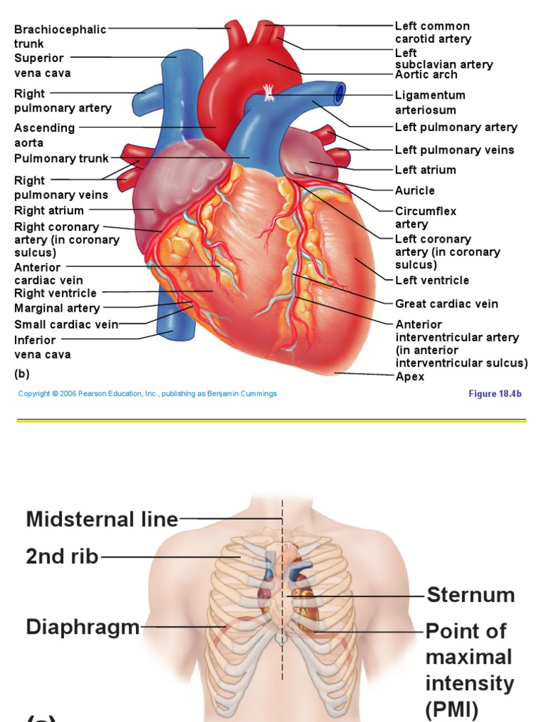Scit 1408 Applied Human Anatomy And Physiology Ii Heart Chapter 18 A Heart Valve Coronary Circulation