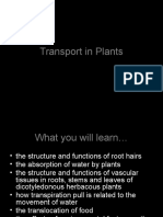 transport in plants ppt