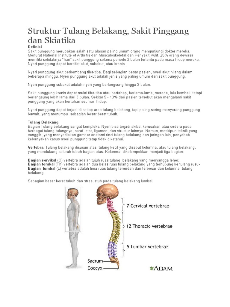 tulang belakang in english