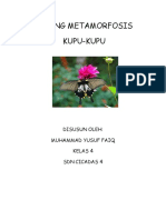 Metamorfosis Kupu-kupu