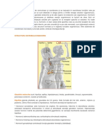 Sistemul Endocrin