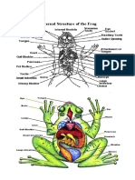 Anatomi Katak1