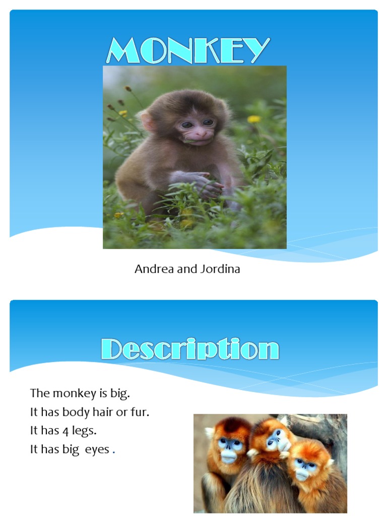 Monkey | PDF