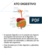 Trabajo Anatomia