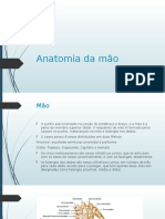 Anatomia da mão: ossos, articulações, músculos e vascularização