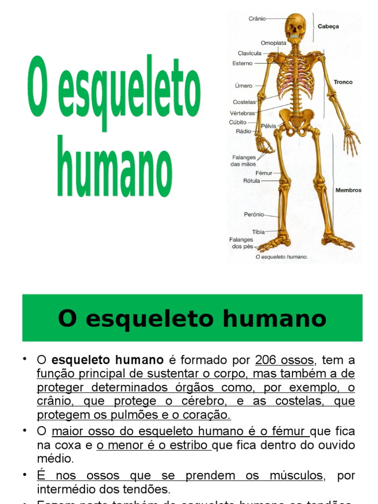 Durante Nosso Estudo Sobre O Esqueleto Humano