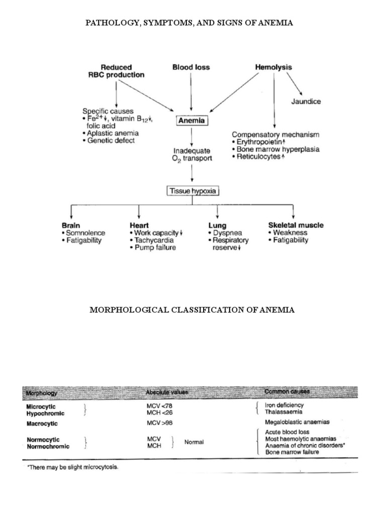 Anemia and Hematological Disorders Guide | PDF