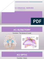 12 Cranial Nerves