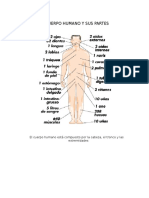 Partes del cuerpo humano: cabeza, tronco y extremidades