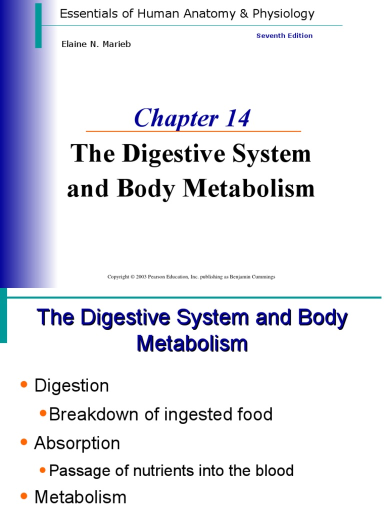 Digestion 14 Marieb | PDF | Stomach | Digestion