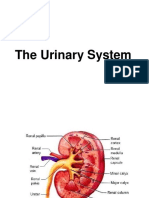 Urinary System