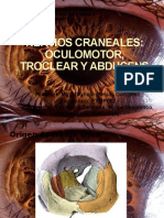Nervios Craneales (Iii, Iv, Vi)