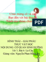 hình thái giải phẫu học lá cây