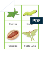 Ciclo de Vida de Una Polilla Luna