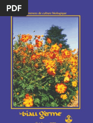 Semences Bio Céleri Agriculture Biologique