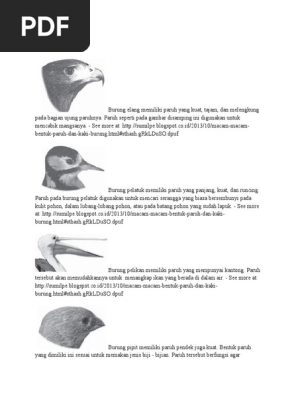 Burung Elang Memiliki Paruh Yang Kuat Pdf
