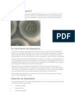 Qué Es Aspergillus