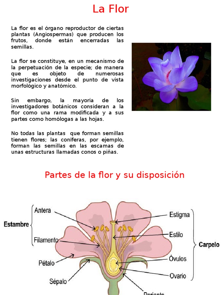 Estructura y funciones de la flor | PDF | Flores | Botánica
