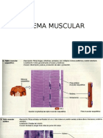 BUENO MIO SISTEMA MUSCULAR.pptx