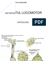 Aparatul Locomotor 