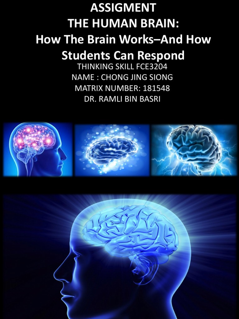 Understanding the Human Brain | PDF | Human Brain | Brain