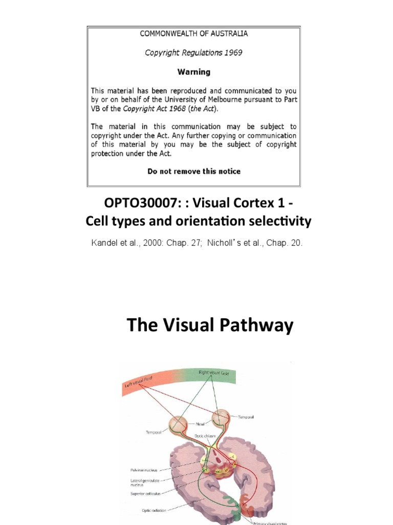 Lect - 10 - Visual Cortex - 1-2013 PDF | PDF | Visual Cortex | Visual ...