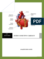 Tejido Conectivo Crdiaco