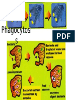 BIOLOGY FORM 4 SHORT NOTE SPECIFIC ON Method of Feeding in Amoeba