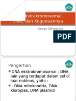 DNA Ekstrakromosomal