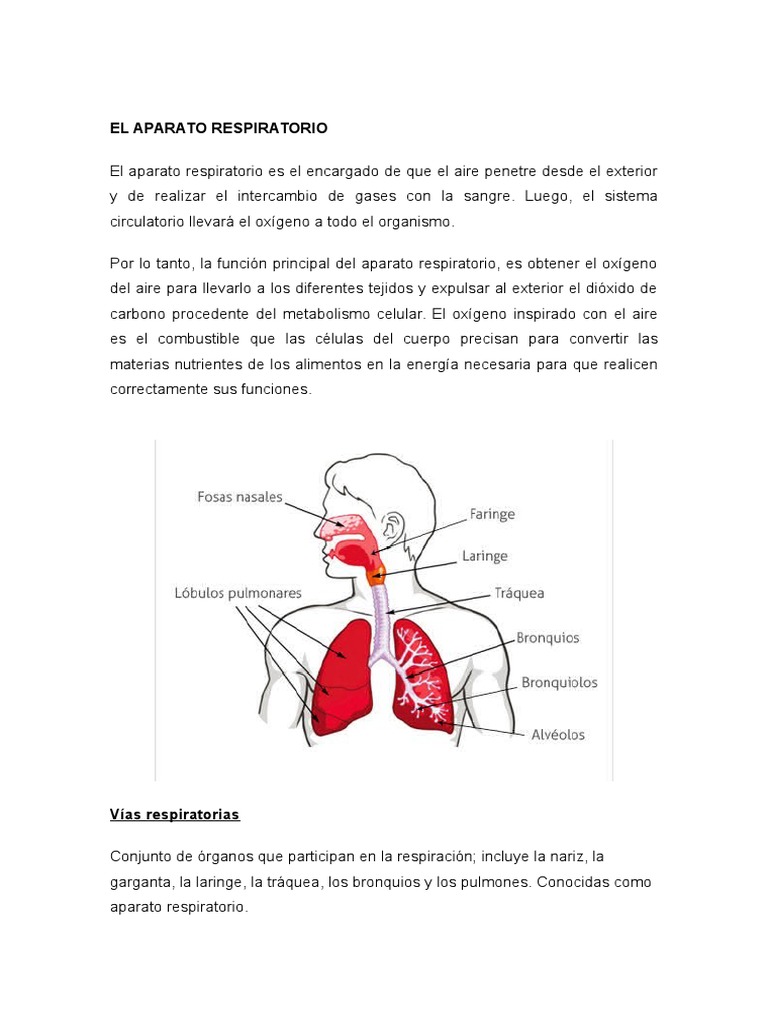 El Aparato Respiratorio Sistema respiratorio Pulmón